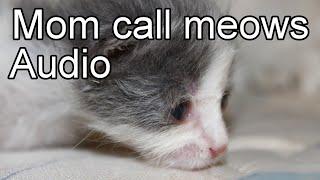 Cat calling. Kitten meow sound. Use to attract cats.