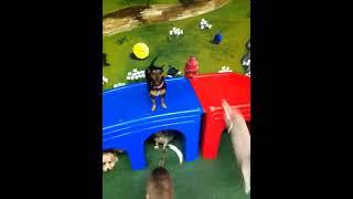 Dogs playing in doggie daycare at Dogstown University in Deerfield Beach Florida