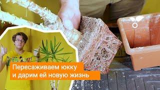 Пересаживаем юкку и дарим ей новую жизнь