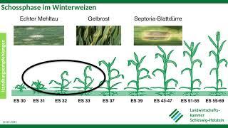 Krankheiten im Winterweizen, Frühjahr 2021, LKSH