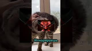 Бог прекрасный #рек #рекомендации #хочуврек #выбери #кот #котик #собака #иисус #cat #trending