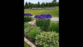 Хоста. Интересные идеи для вашего сада #почта_сад #саженцыпочтой #новинка #shortvideo