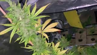 Auto Flowers  2019