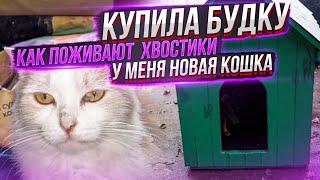 Как чувствуют себя хвостики | Купила будку | Подобрала  беременную кошку