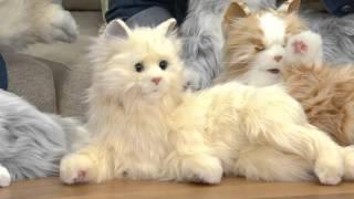 Hasbro's Lifelike Joy for All Companion Cat By: Hasbro on QVC