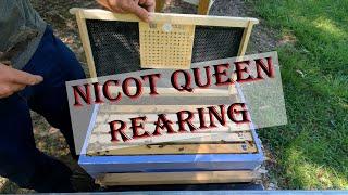 Nicot Queen Rearing | KODIAK FARM BEES