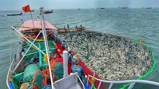 WoW!! Massive Sardine Fishing Catch    A Day In The Life Of Fishermen | Surukku Madi | EP:01