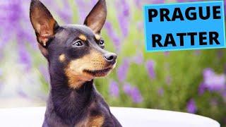 Prague Ratter - TOP 10 Interesting Facts - Prazsky Krysarik