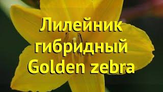 Лилейник гибридный Голден Зебра. Краткий обзор, описание характеристик hemerocallis Golden zebra