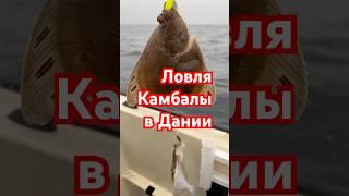 Рыбалка на море в Дании с Иванычем