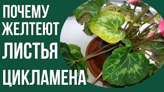 Как засыпает цикламен . Почему увядают и желтеют листья цикламена#цикламены #цикламен #домашниецветы