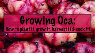 Growing Oca: Planting, Growing, Harvesting & Eating!