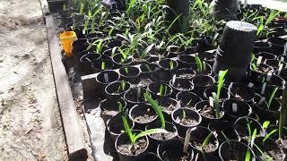 Winterizing Amaryllis (HippeastrumX Hybridum) in the South Zone 9