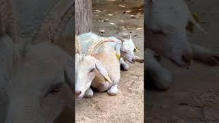 mornig goat #goats