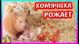 Роды Хомяка  Фанни / Спасение хомячонка / Алиса Изи Петс / Alisa Easy Pets