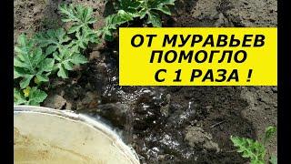 ЗА 1 РАЗ ИЗБАВИЛАСЬ ОТ МУРАВЬЕВ ! Я В ШОКЕ ! СУПЕР СПОСОБ