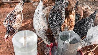 SEGREDO para sua GALINHA começar a botar ovos TODOS OS DIAS! | AGROCRIACAO