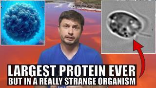 Largest Protein Ever Found In the Most Unlikely of Organisms (PKZILLA)