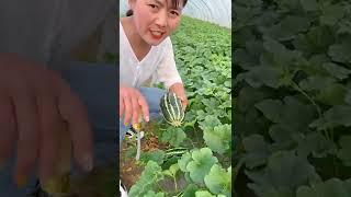 Beautiful Nature - Inspur Fresh Fruit wonderful video of Industry #4546