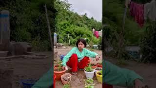 sumnima short #flowers in village #village short video