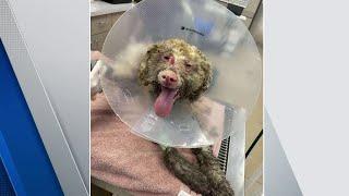 From Tragedy to Triumph: Burn Survivor Pup Guapo Finds His Forever Home