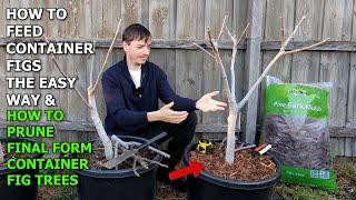 How to FERTILIZE and PRUNE Your Container FIG TREES