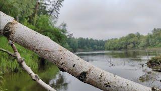 ПОЛ-ЛЕТА ЖДАЛ ТАКУЮ РЫБАЛКУ. РЫБА САМА САДИТСЯ НА КРЮЧОК.