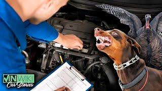 Animal Stories From A Pro Car Inspector