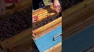 Пересадка пчёл в улей #bee #пасека #пчеловодство #пчёлы