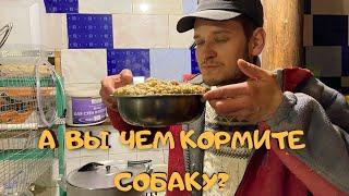 Каша для собаки |Натуральный корм |Чем кормить собаку/№9