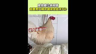 寵物雞化身鬧鐘 超盡責叫賴床鏟屎官起床XD｜三立新聞網 SETN.com