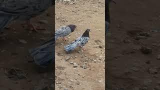 Бакинские мраморные голуби Эльчина.Baku pigeons.+79225283900