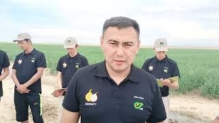 "Enza Zaden Kazakhstan"  компаниясы Шу ауданының шаруаларымен тығыз жұмыс жасауда.