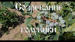 Подкормка голубики 20240612