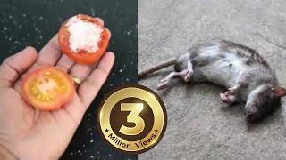 How To Kill Rats Within 30 minutes || Home Remedy |Magic Ingredient | Mr. Maker