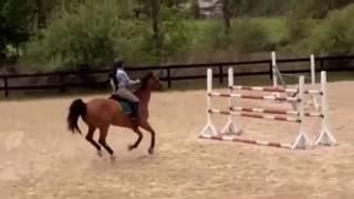 Andro Boy schooling 7/2016