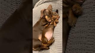A VERY GOOD NAP #minidachshund #puppy #dachshundpuppy #dachshund #sausagedog #cutepuppy #cutedog