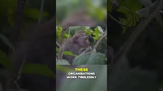 Protecting Monkeys  Why Wild Conservation Matters