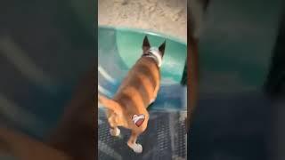 Летающая собака #shorts #dog #animals