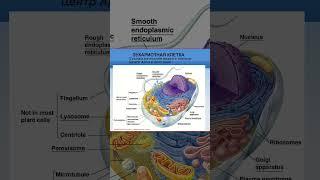 Михаил Никитин | Эукариотная клетка #наука #биология #shorts