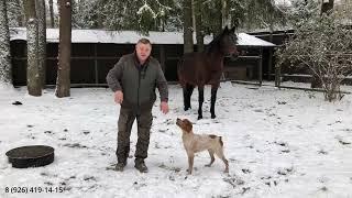 Как отучить щенка прыгать лапками на хозяина