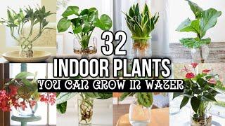 32 Indoor Plants You Can Grow in Water | Best Indoor Plants No Need Soil to Grow | That Garden Girl