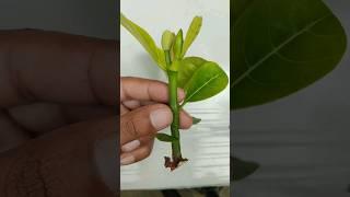 Unlocking the Secrets of Grafting Jackfruit Trees #jackfruitgrafted #graftingjackfruit #grafted