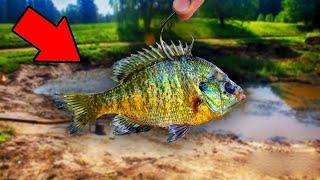 Giant Live BLUEGILL Catches 8 POUND BASS!