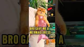 This Cat Didn't Like Any of His Birthday Gifts ️