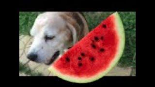 Watermelon Eating Dog? | Usya The Beagle