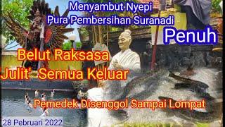 Melukat Ditemani Ikan Julit Besar Di Pembersihan Suranadi.