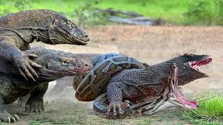 World's Deadliest Monster Lizards - Komodo Dragon vs Python