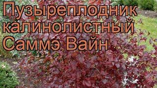 Пузыреплодник калинолистный Саммэ Вайн  обзор: как сажать, саженцы пузыреплодника Саммэ Вайн