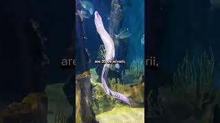 Am vazut caluti de mare la Acvariul din Barcelona  #shorts #aquarium #barcelona #spain #videotravel